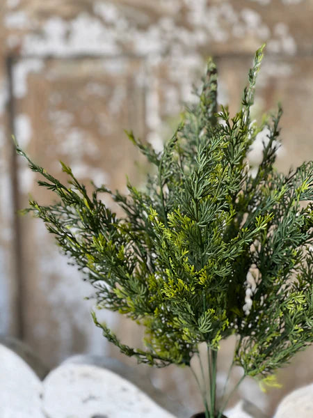 Clifton Hills Cedar Bush
