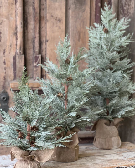 Exalted Evergreen Trees