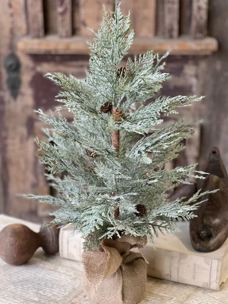 Exalted Evergreen Trees