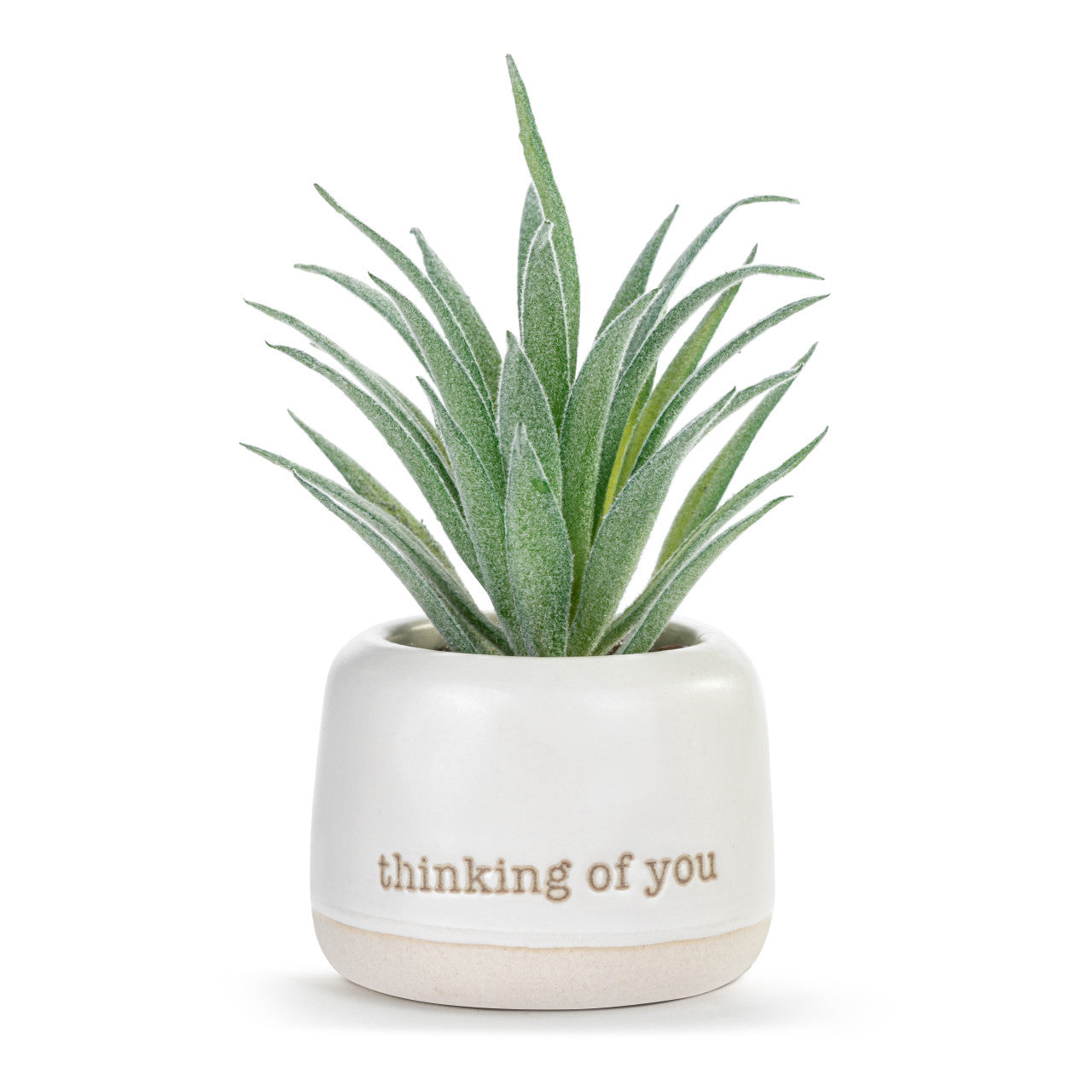 succulent in english Thinking of You Just Because Mini Succulent