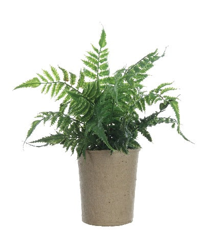 Fern in Paper Pot