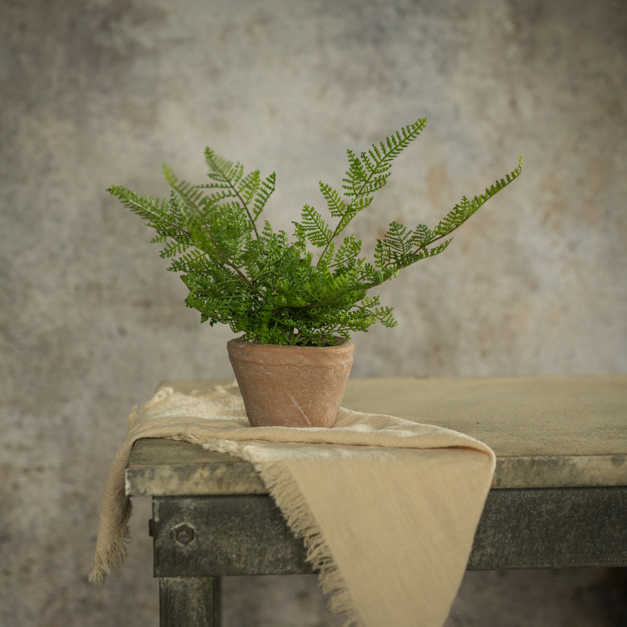 Potted Lace Fern