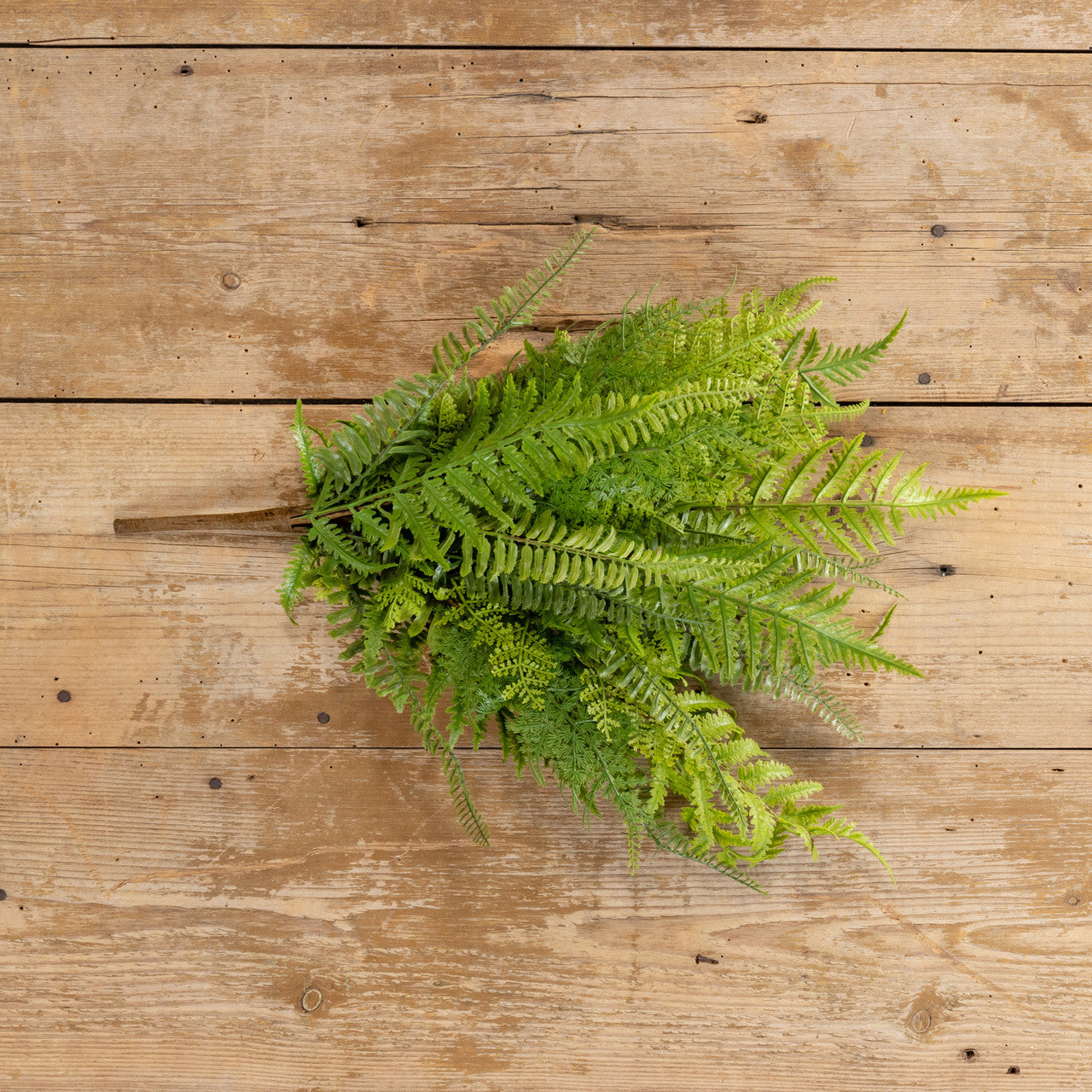 Lacey Fern Bush