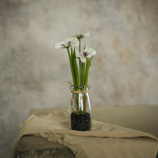 Potted White Pansy