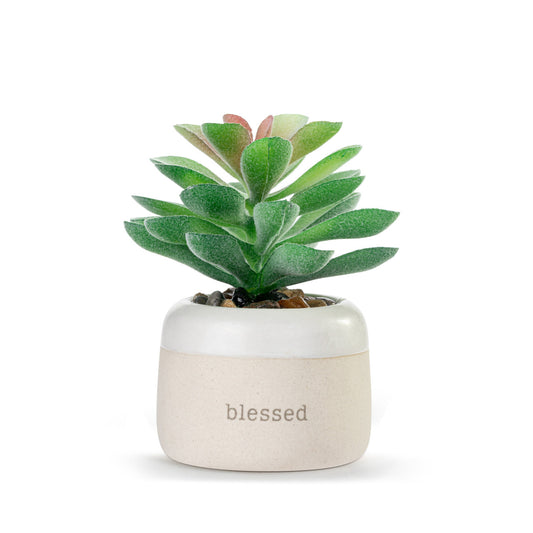 Blessed Just Because Mini Succulent