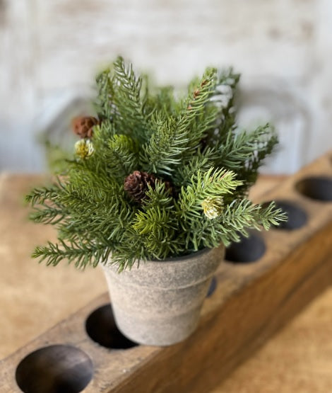 9" Potted White Spruce